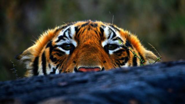 Tiger Man of Africa: The Mating Game