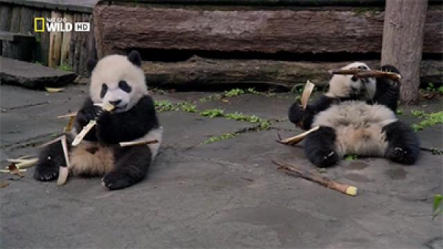 Giant Pandas