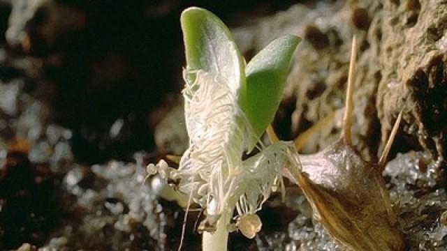 The Seedy Side of Plants