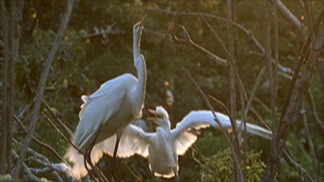 Springs Eternal: Florida's Fountain of Youth