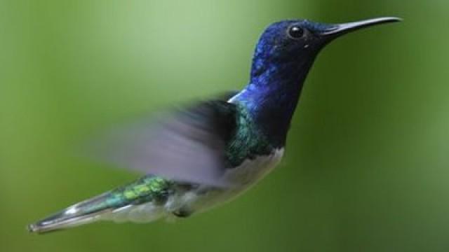 Hummingbirds: Magic in the Air