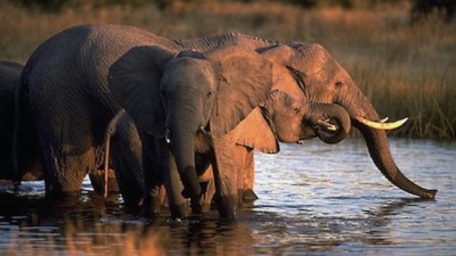 The Elephants of Africa