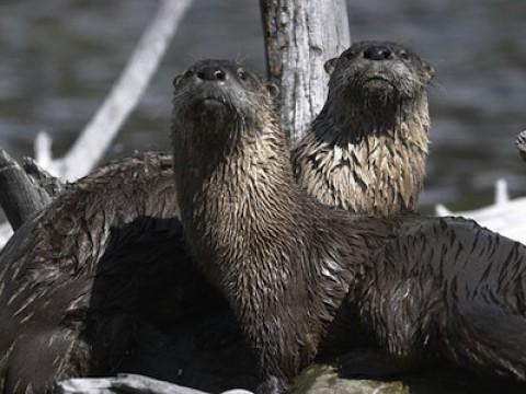 Yellowstone Otters