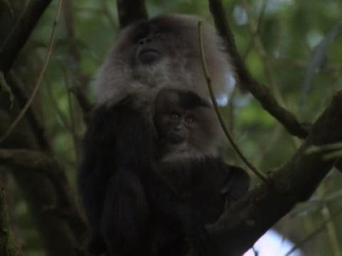 India, Land of the Tiger: Monsoon Forests