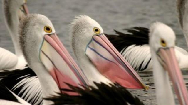 Outback Pelicans