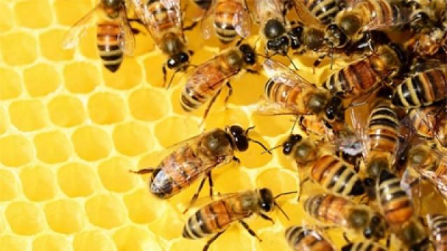 Why Bees Are Important