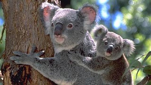 Cracking the Koala Code