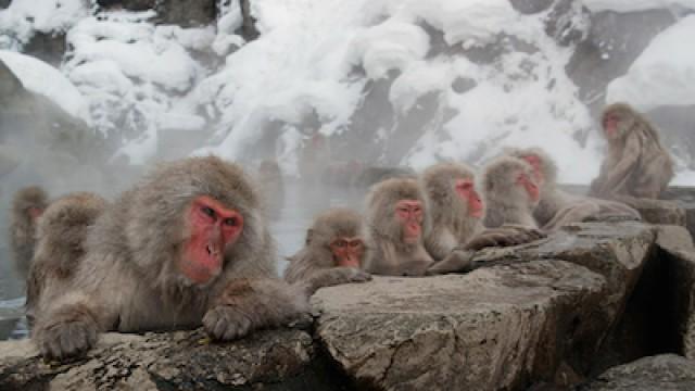 Snow Monkeys