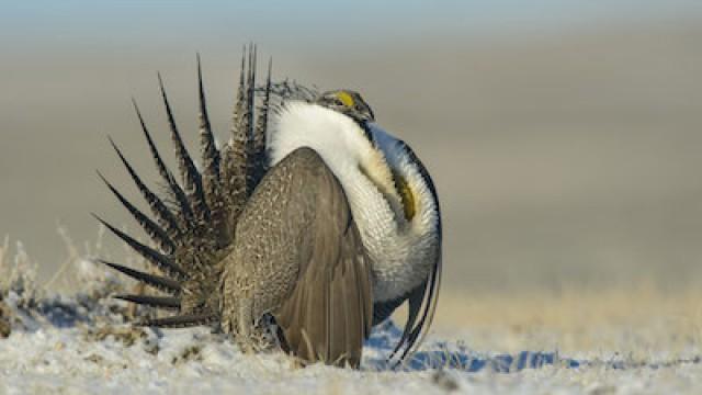 The Sagebrush Sea