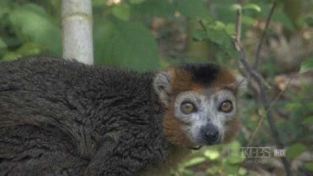 The Loneliest Animals