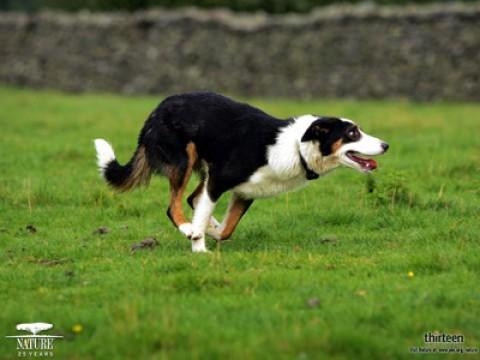 Dogs That Changed The World: The Rise of the Dog