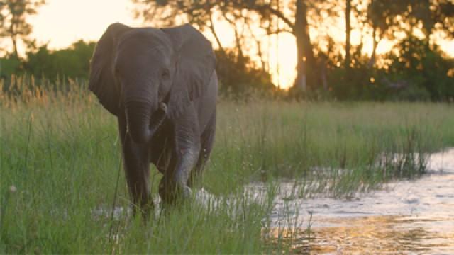 Naledi: One Little Elephant