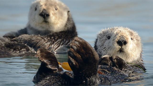 Charlie And The Curious Otters