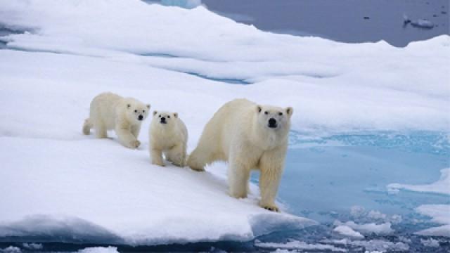 Snow Bears