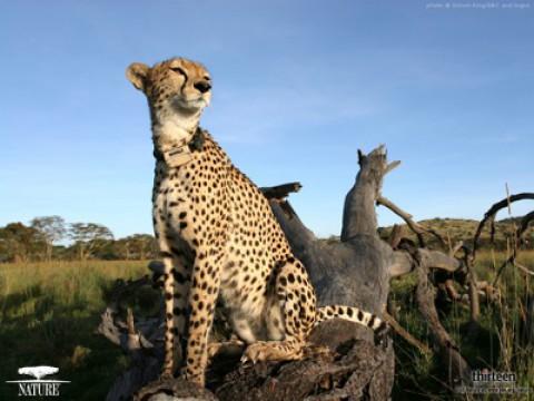 The Cheetah Orphans