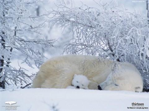 Arctic Bears