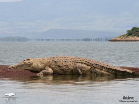 Supersize Crocs