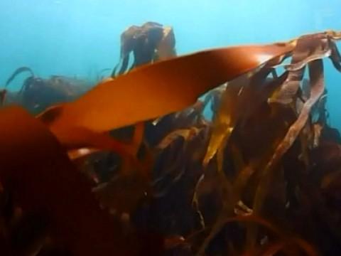 Les algues : une forêt sous la mer
