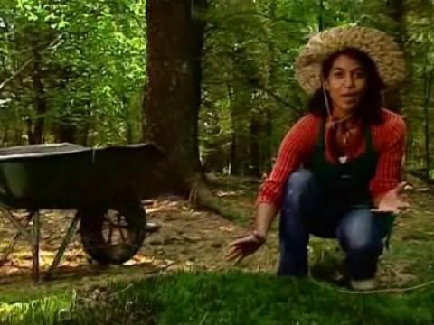 L'odyssée des plantes