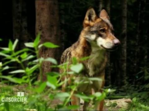 Le grand retour du loup