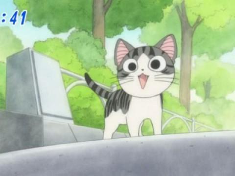 チー、散歩する。