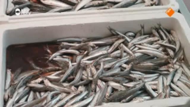 Sardines