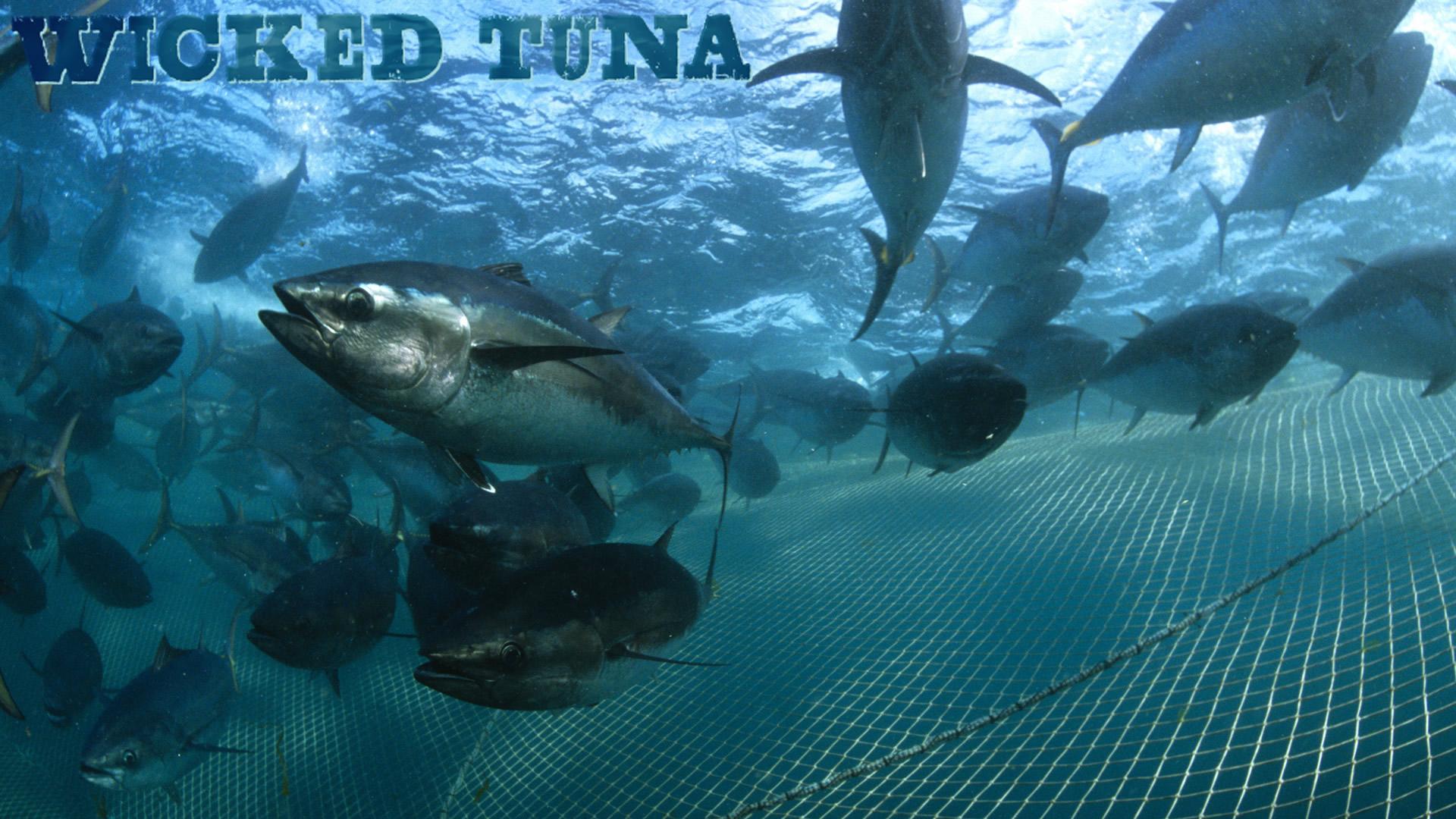 Wicked Tuna