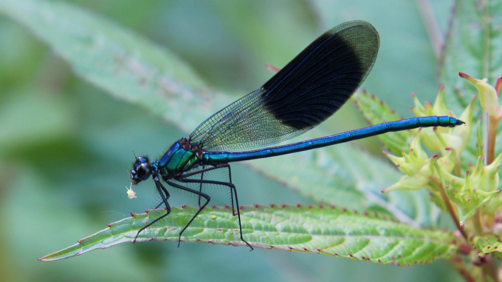 Expeditions Into The Animal Kingdom