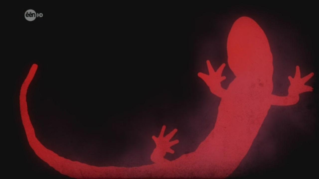 Salamander