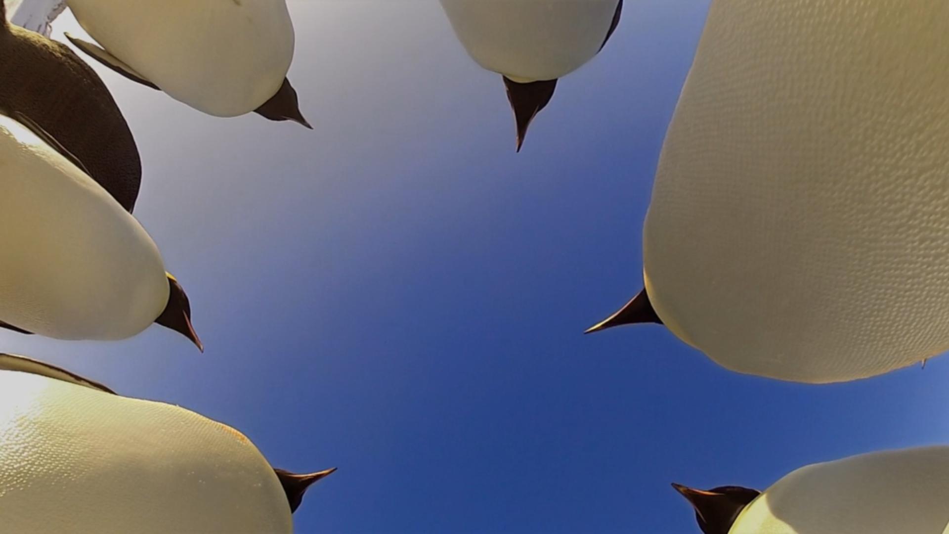 Pinguine hautnah