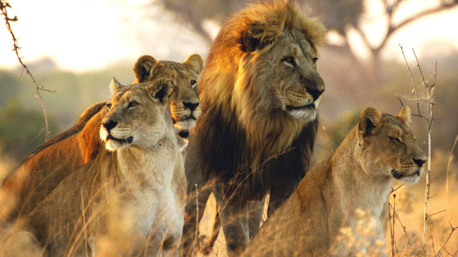 Savage Kingdom