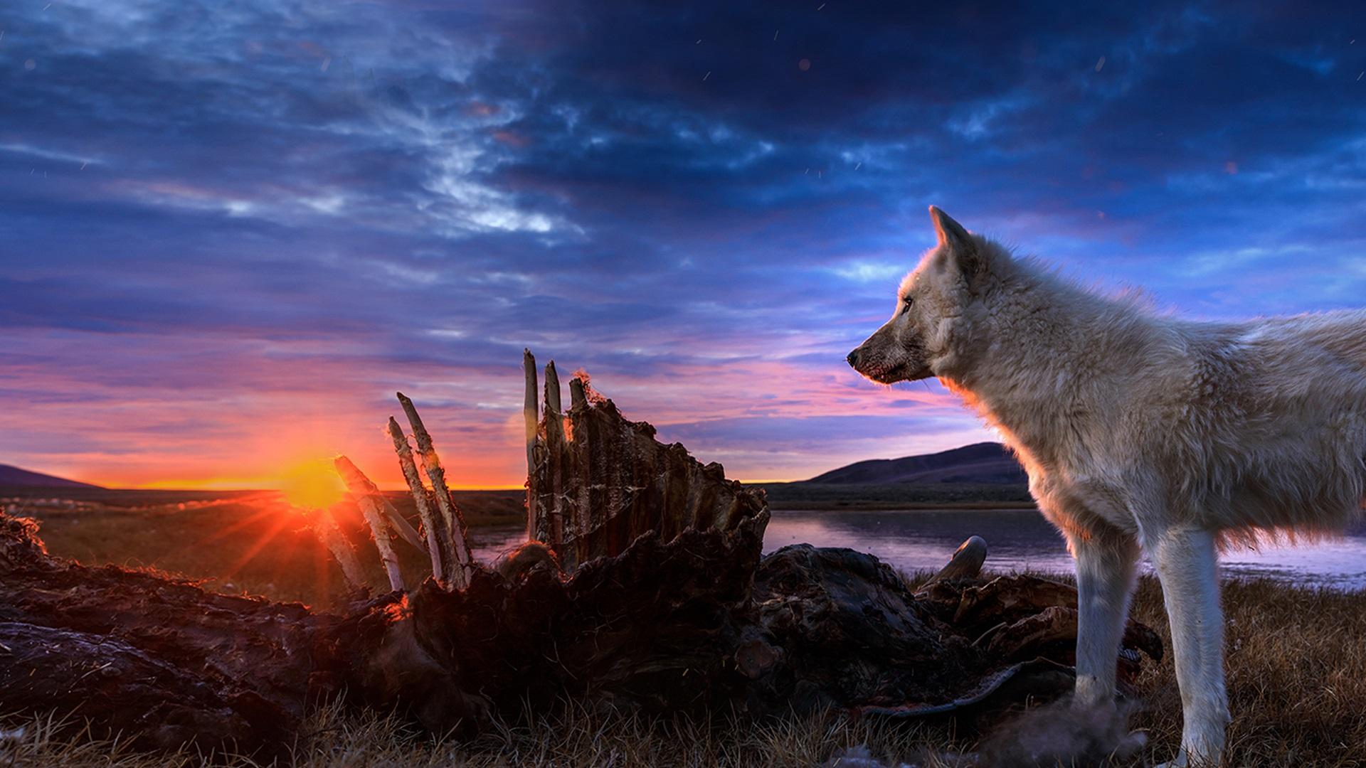 Kingdom of the White Wolf