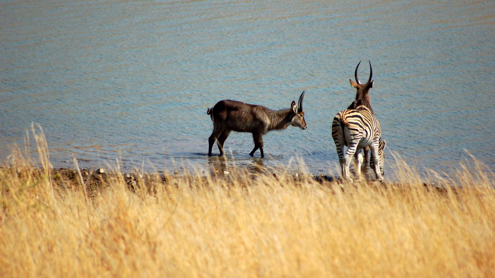 Wild Africa