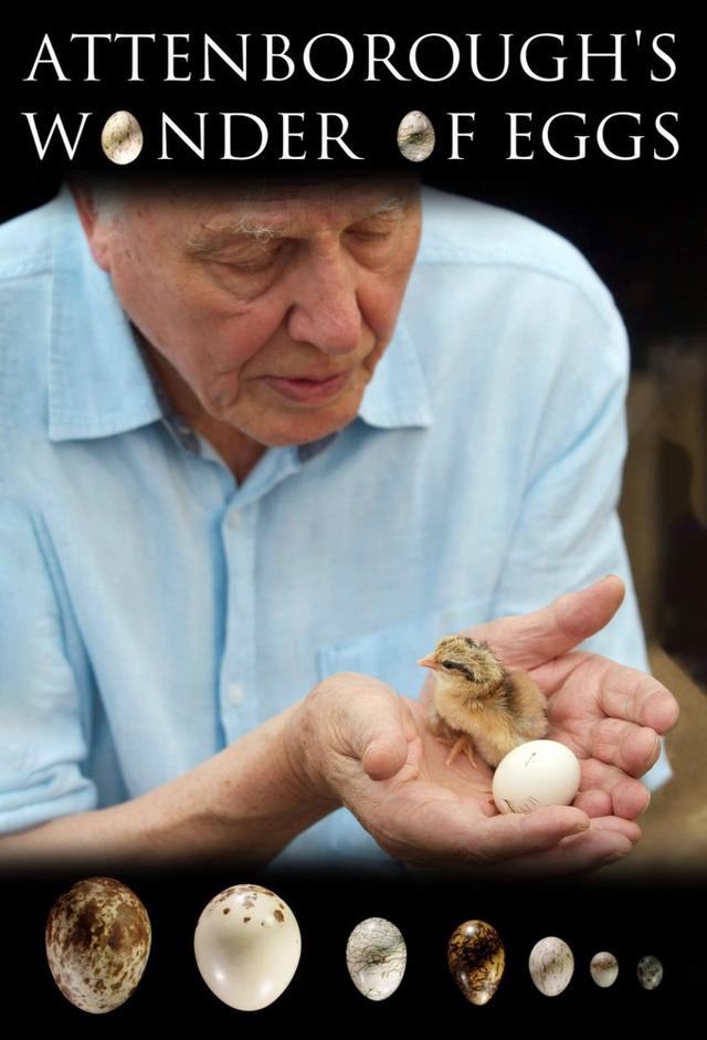 Attenborough's Wonder of Eggs