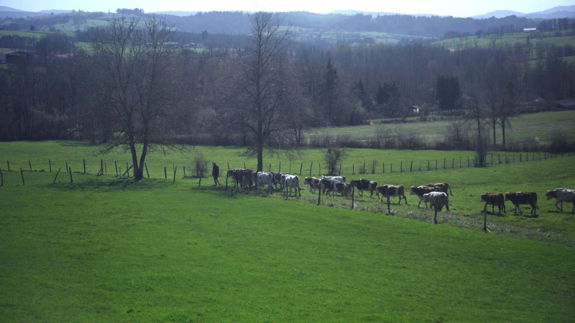 Cyrille, agriculteur, 30 ans, 20 vaches, du lait, du beurre, des dettes