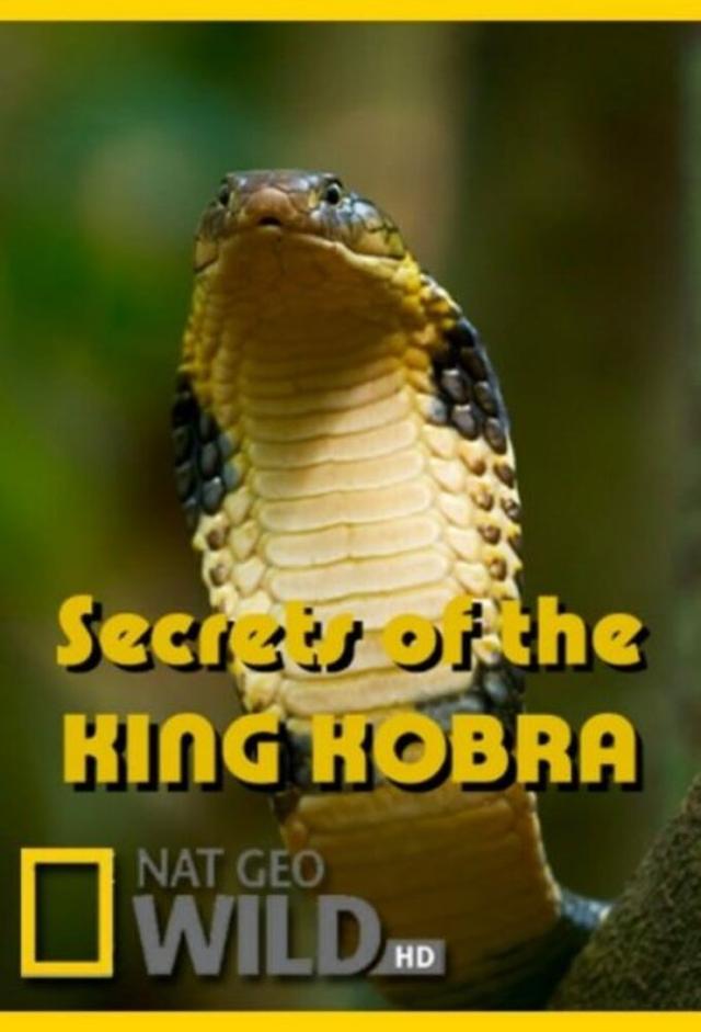 Secrets of the King Cobra