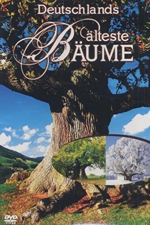 Deutschlands älteste Bäume
