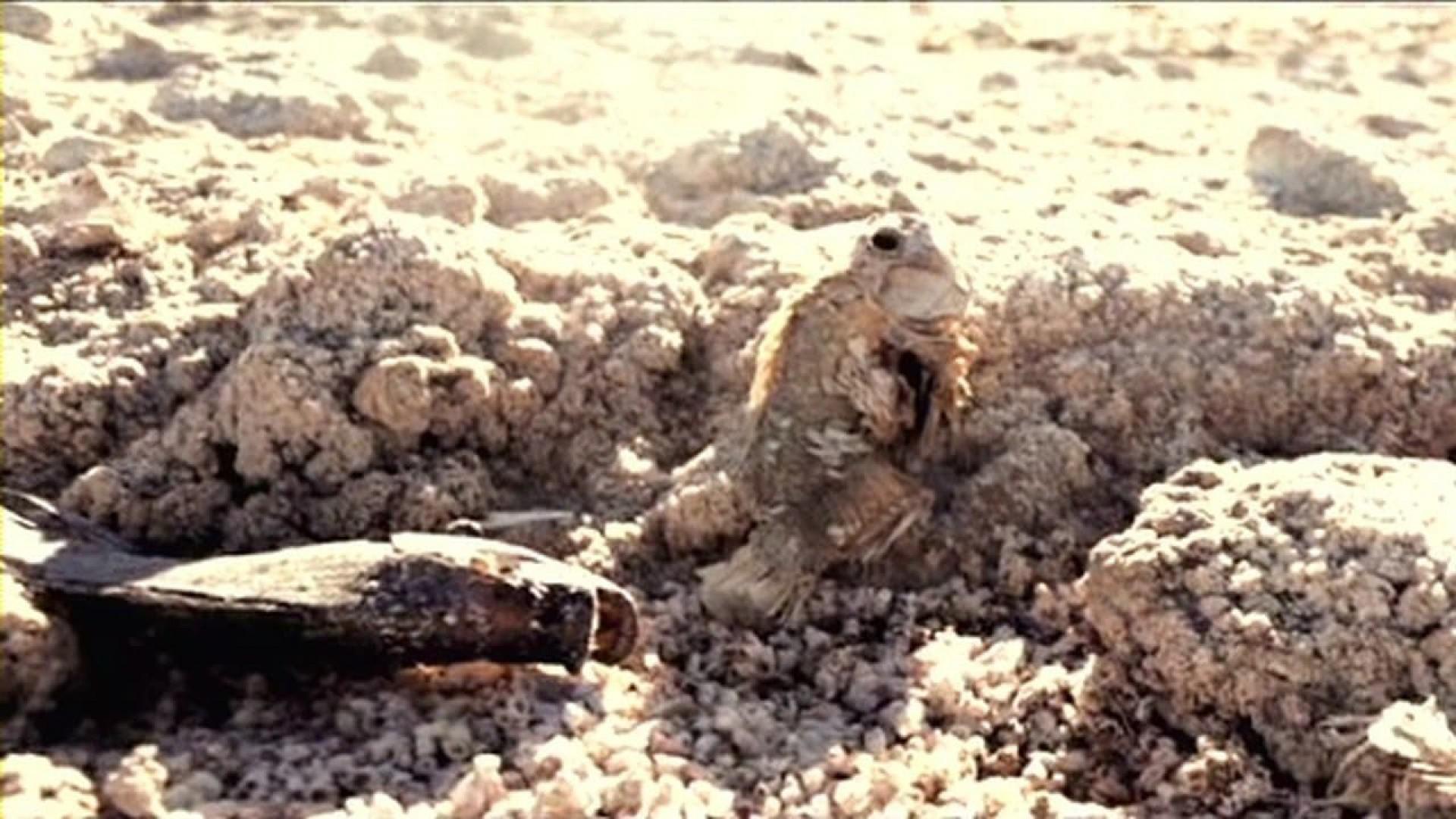 Dead Sea