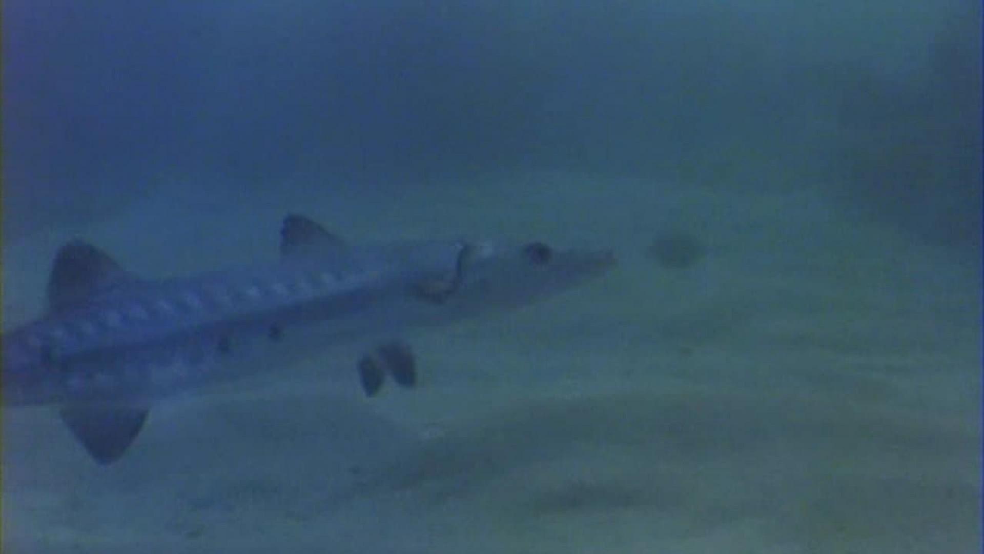 Barracuda
