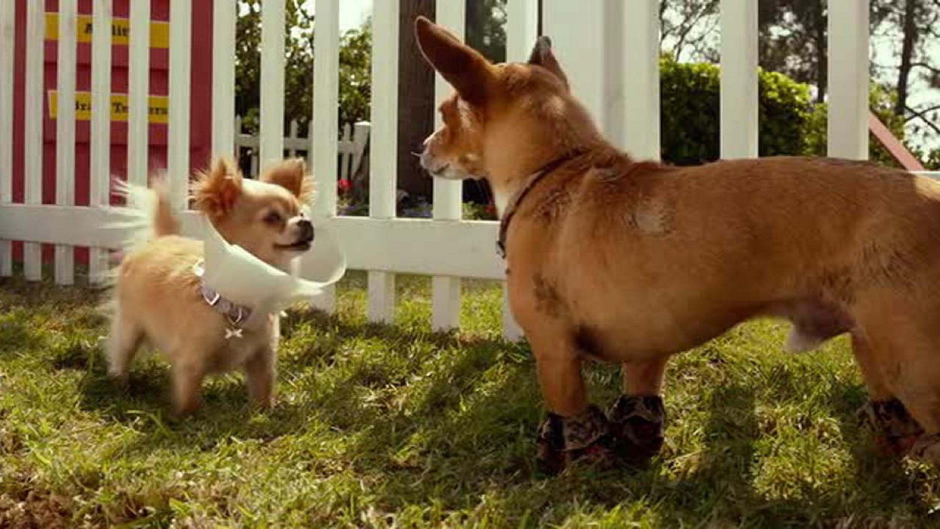 Beverly Hills Chihuahua 3: Viva la Fiesta!