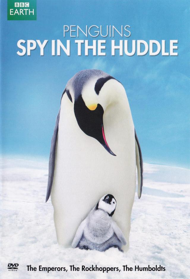 Pinguine hautnah