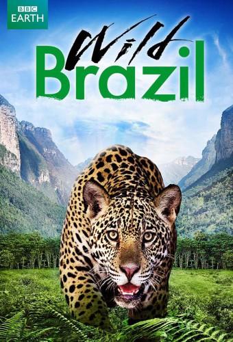 Wild Brazil