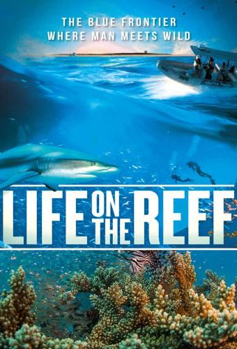 Life on the Reef