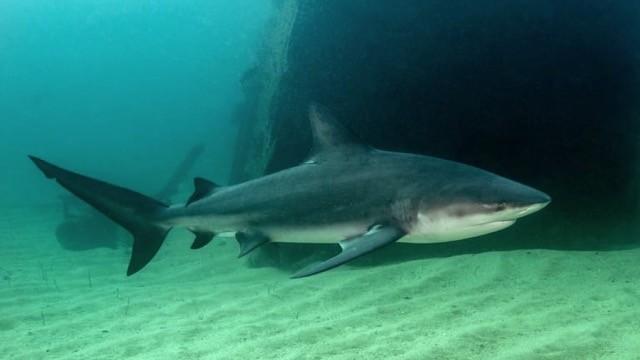 Sharks of Ghost Island