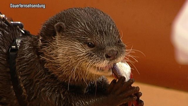 TV total Sendung vom 14.03.2012