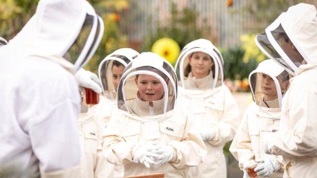 Honey Immunity Challenge