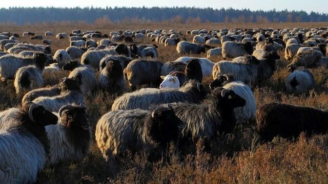 Die Südheide – Wälder, Wiesen, weites Land