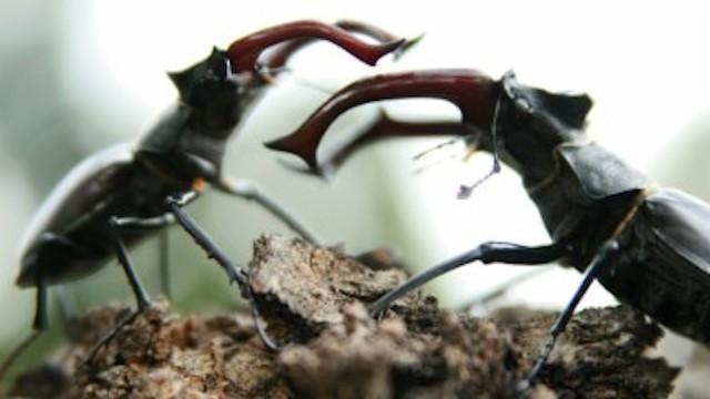 Mythos Wald (2): Kampf ums Licht