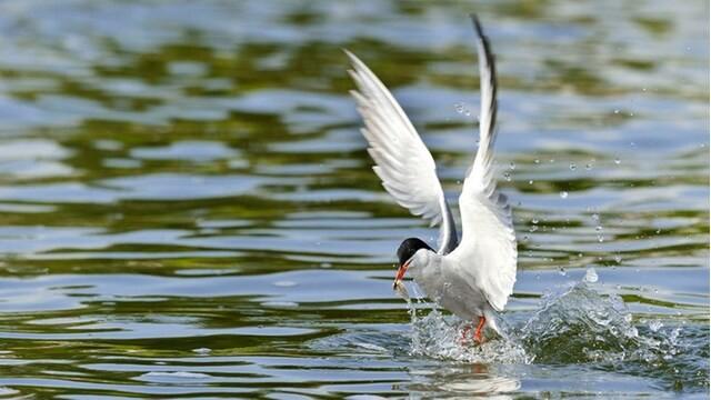 Wildes Oldenburger Land - Moore, Wälder, Wiesen