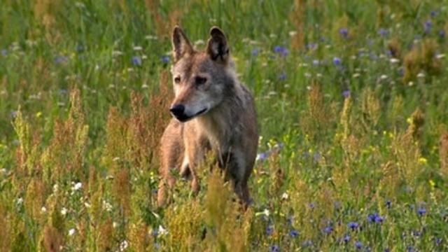 Deutschlands wilde Wölfe - Wie sie wirklich sind